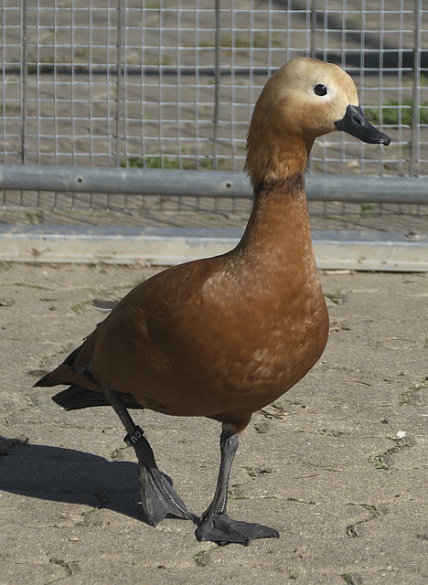克莱